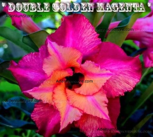 (image for) Adenium Obesum Double Golden Magenta 5 Seeds - Click Image to Close